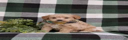 Eskipoo dogs for sale: Denzel - Ad 2