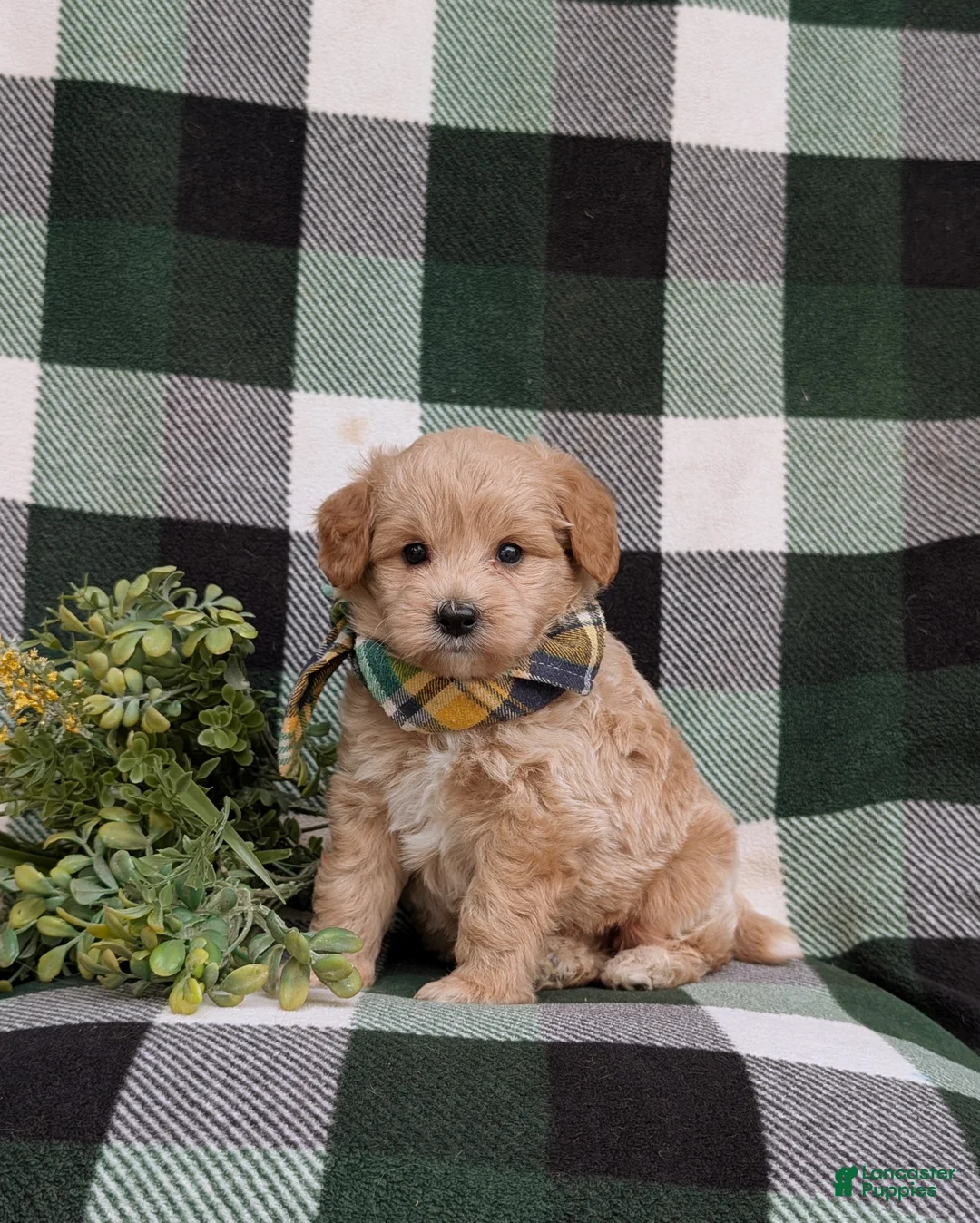 Eskipoo dogs for sale: Denzel - Ad 2