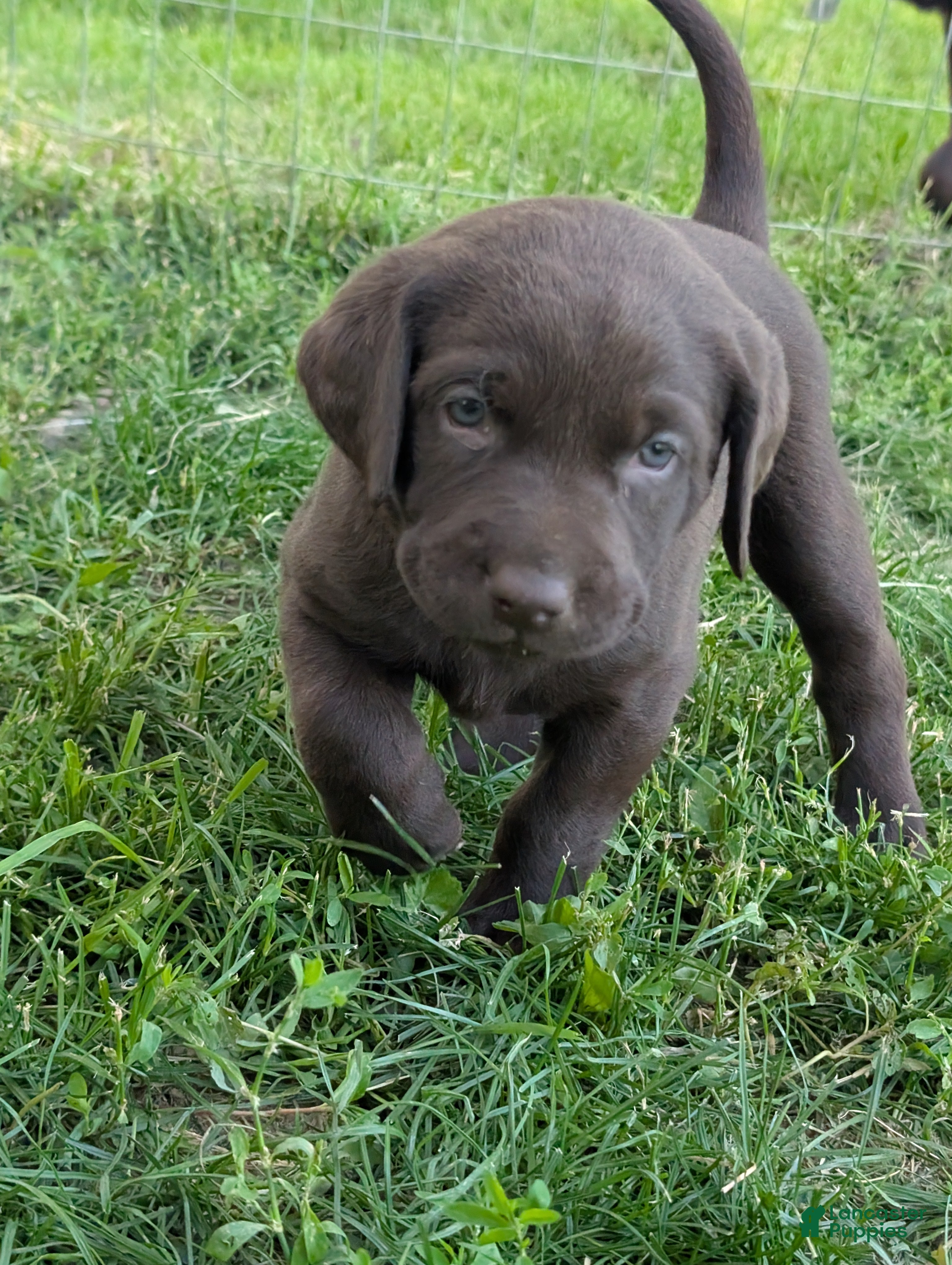 Labrador Retriever dogs for sale: Peaches - Ad 2