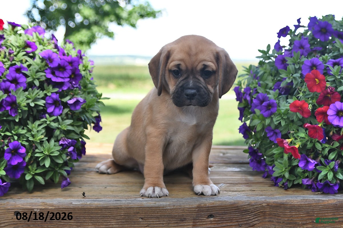 Puggle dogs Sadie - Ad 2