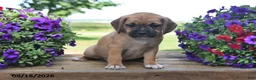 Puggle dogs for sale: Sadie - Ad 2