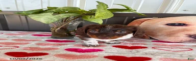 Brownie