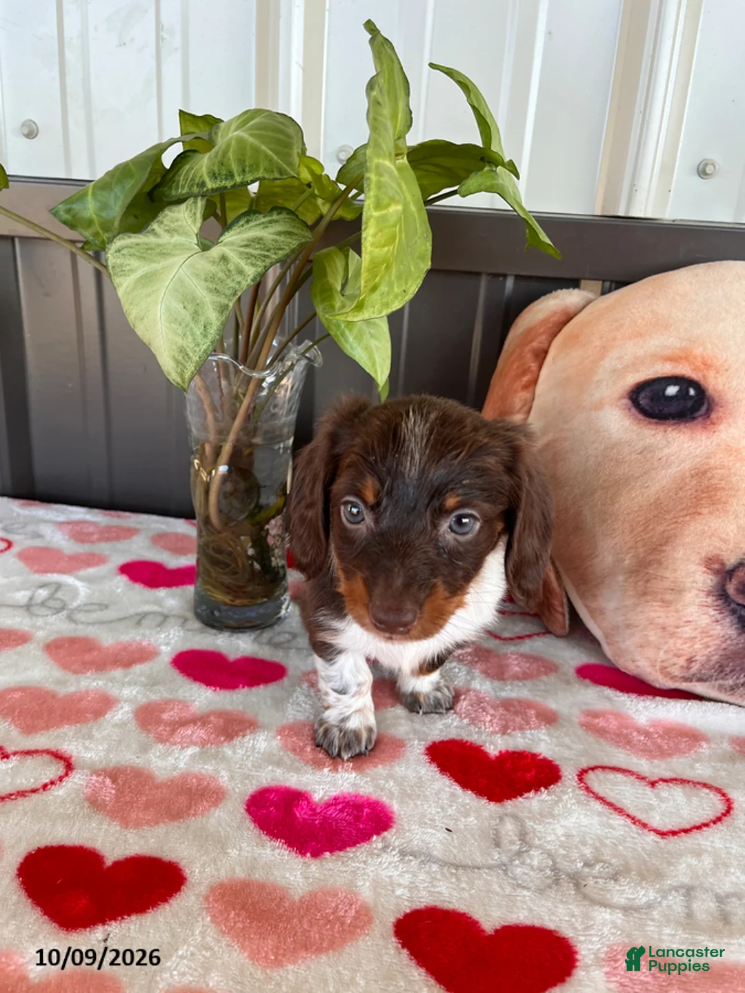 Miniature Dachshund dogs for sale: Brownie - Ad 1