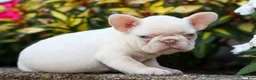 French Bulldog dogs for sale: Reba 💗 - Ad 8