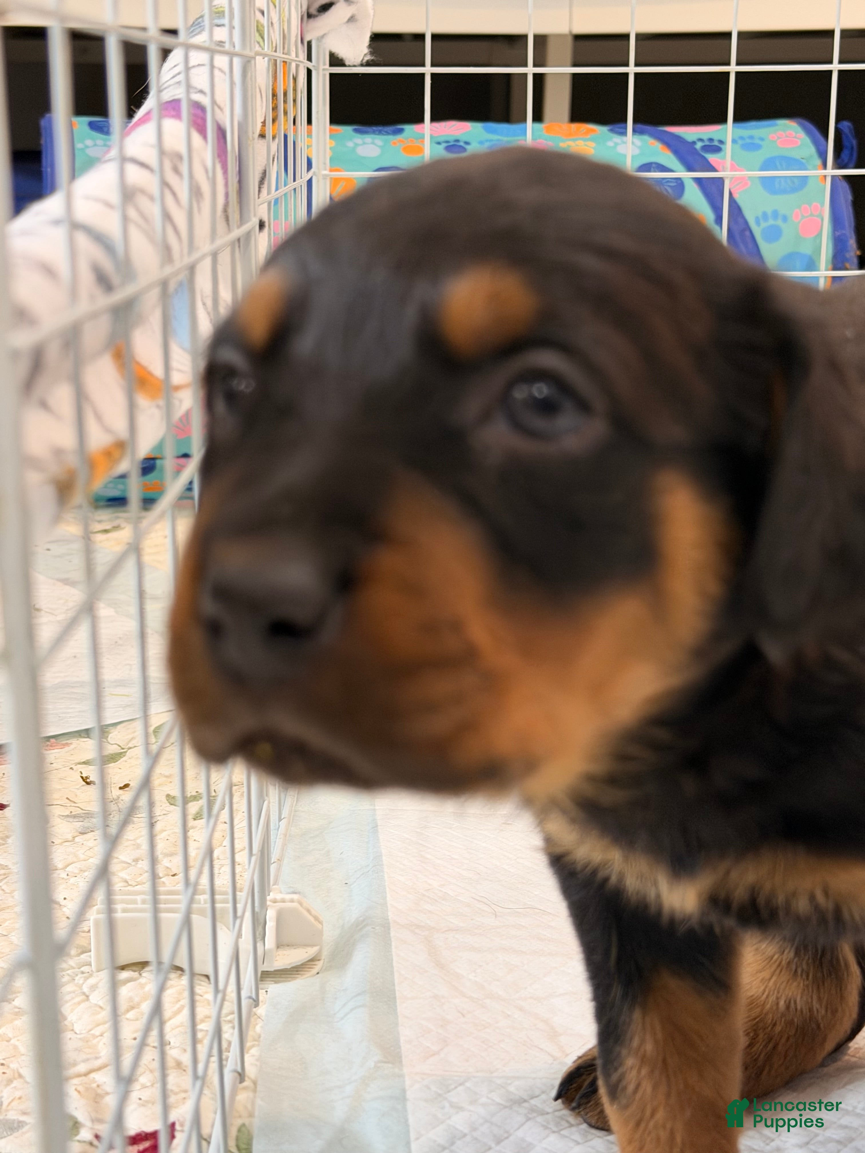 Rottweiler dogs Rottweiler Puppy 3 - Ad 6