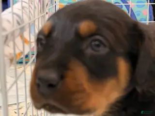 Rottweiler dogs Rottweiler Puppy 3 - Ad 6