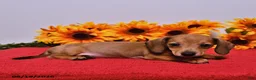 Miniature Dachshund dogs for sale: Dottie - Ad 5