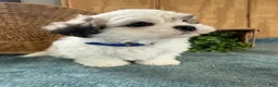 Teddy Bear dogs for sale: Fluffie - Ad 5