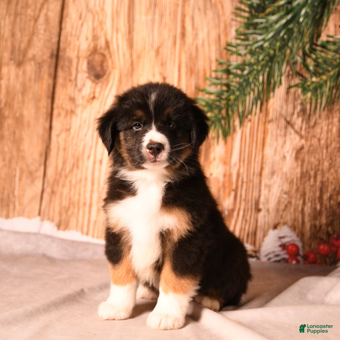 Miniature Australian Shepherd dogs for sale: Peppermint - Ad 1