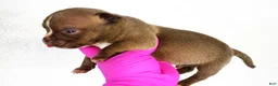 American Bully dogs for sale: Black Male - Ad 16