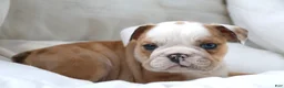 English Bulldog dogs for sale: Dante - Ad 3