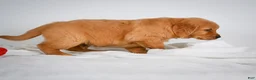 Golden Retriever dogs for sale: Rocky - Ad 5
