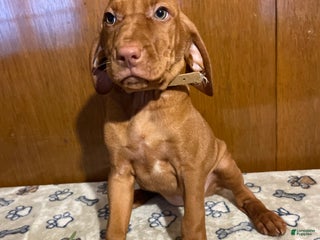 Vizsla dogs Eden - Ad 16