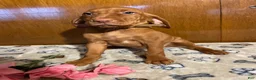 Vizsla dogs for sale: Eden - Ad 1