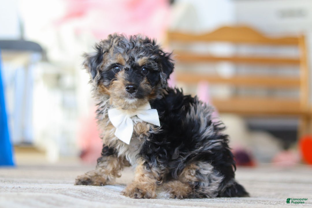 Miniature Poodle dogs for sale: Rome - Ad 5
