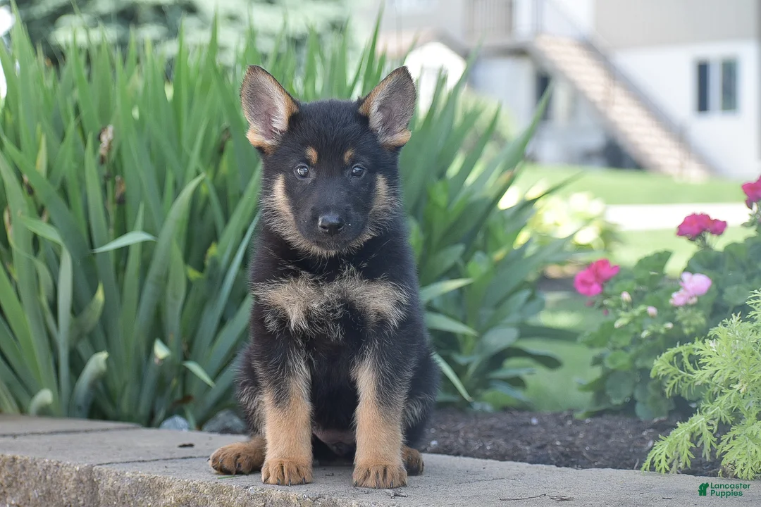 German Shepherd dogs for sale: Chloe - Ad 1