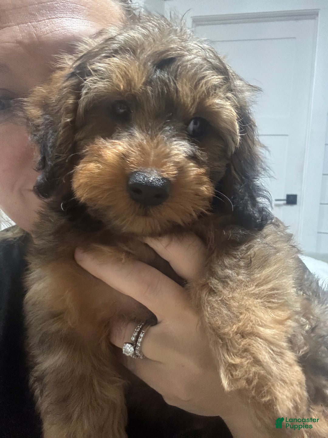 Miniature Dachshund dogs for sale: Marlo - Ad 3