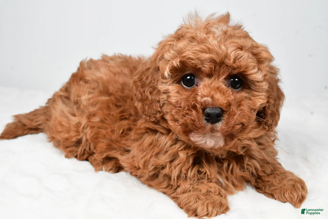 Cavapoo dogs for sale: Rosa - Ad 2