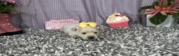 Pomapoo dogs for sale: Pomapoo 4 - Ad 4