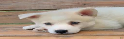 Alaskan Husky dogs for sale: Samson - Ad 6
