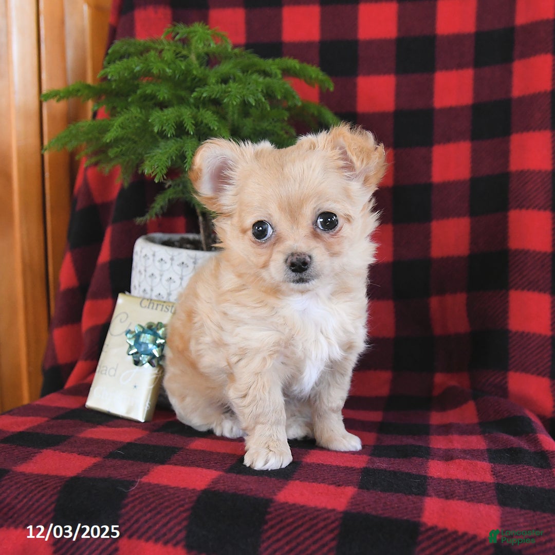 Chihuahua dogs for sale: Abby - Ad 1