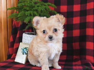 Chihuahua dogs Abby - Ad 9