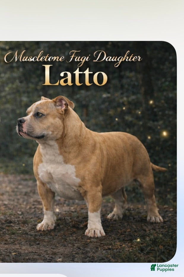 American Bully dogs American Bully Puppy 3 - Ad 2