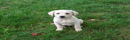 Labrador Retriever dogs for sale: Randy - Ad 1