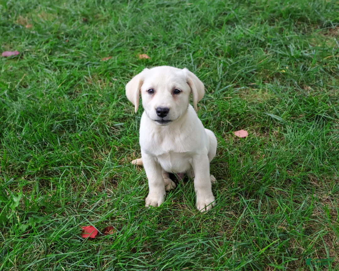Labrador Retriever dogs for sale: Randy - Ad 1
