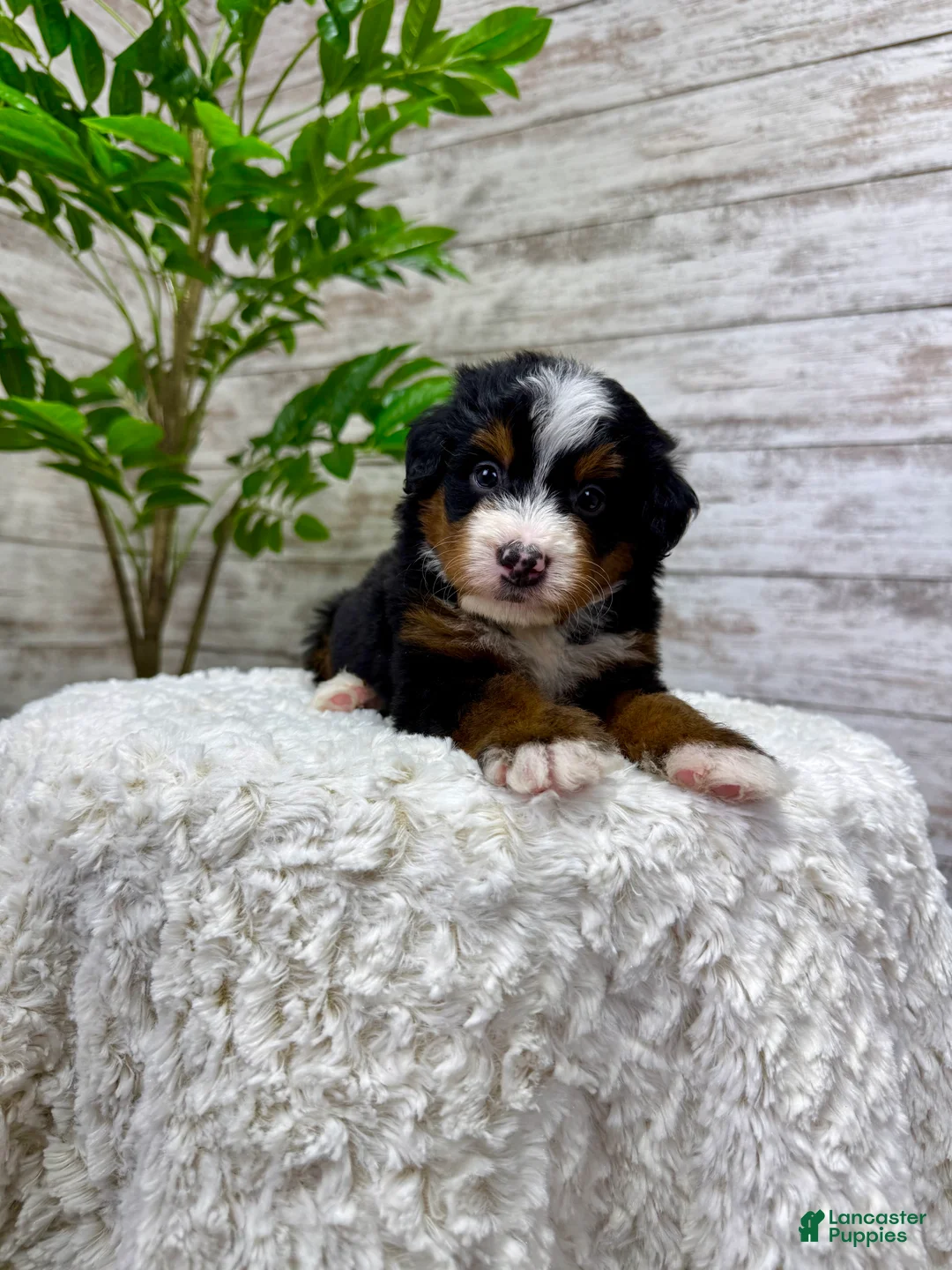 Mini Bernedoodle dogs for sale: 🙋‍♂️ Leo - Ad 8