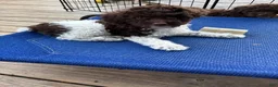 Miniature Poodle dogs for sale: GARY - Ad 1