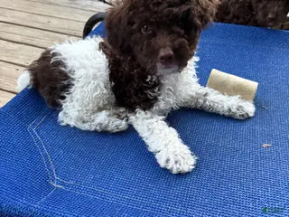 Miniature Poodle dogs GARY - Ad 9