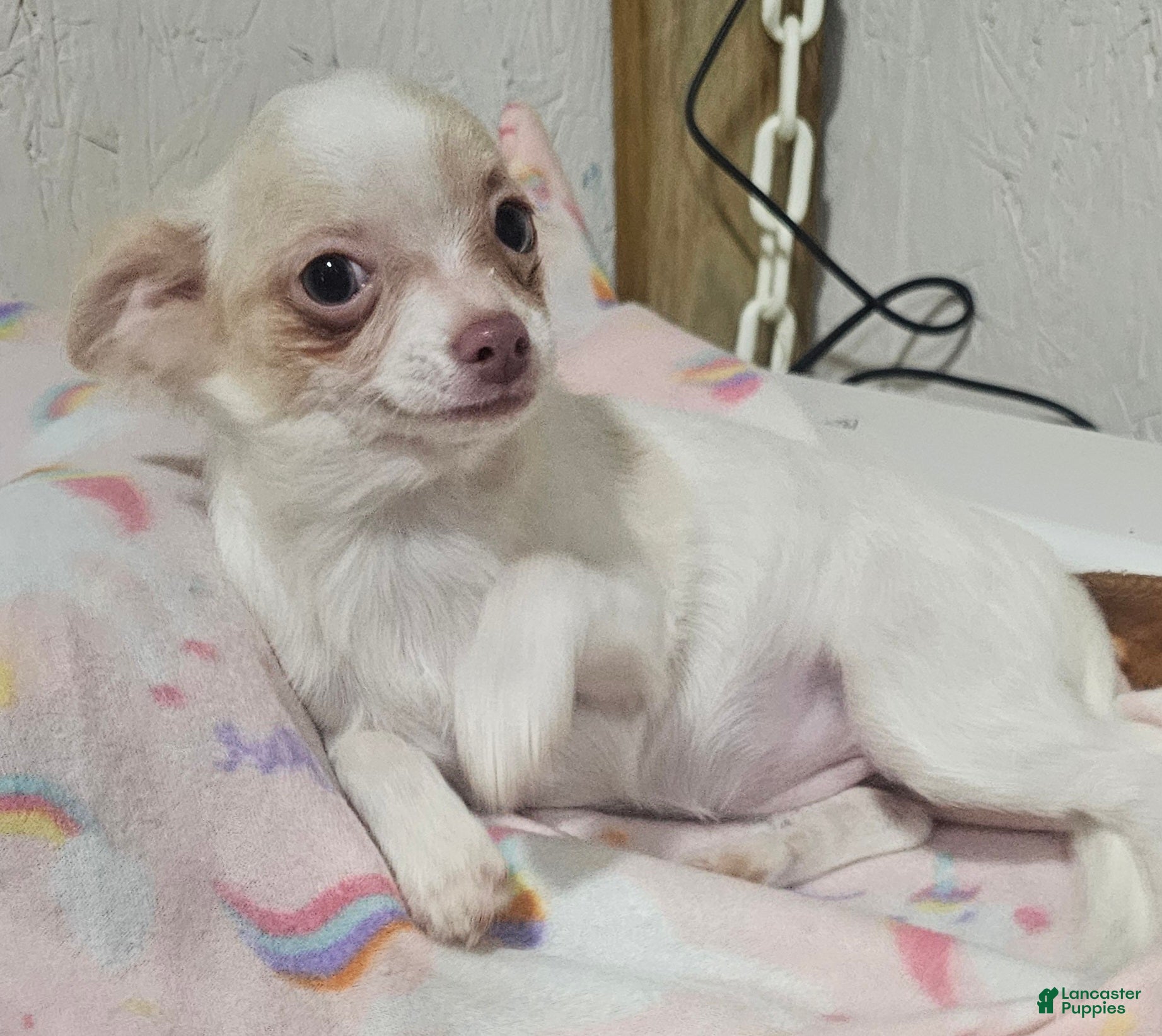 Chihuahua dogs Prissy - Ad 42