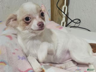 Chihuahua dogs Prissy - Ad 33