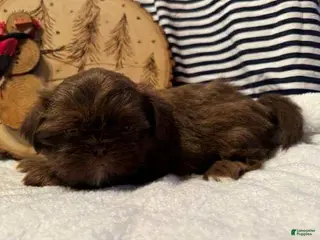 Shih Tzu dogs Liam - Ad 33