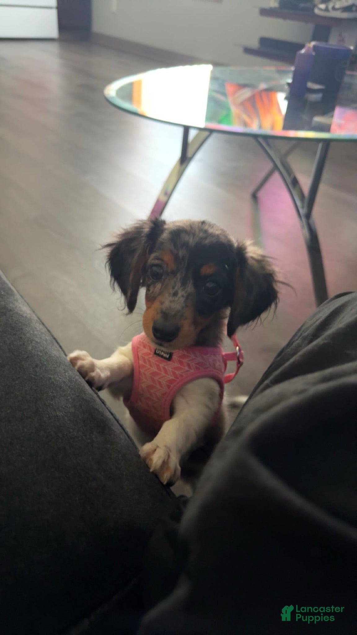 Miniature Dachshund dogs Miniature Dachshund  - Ad 34