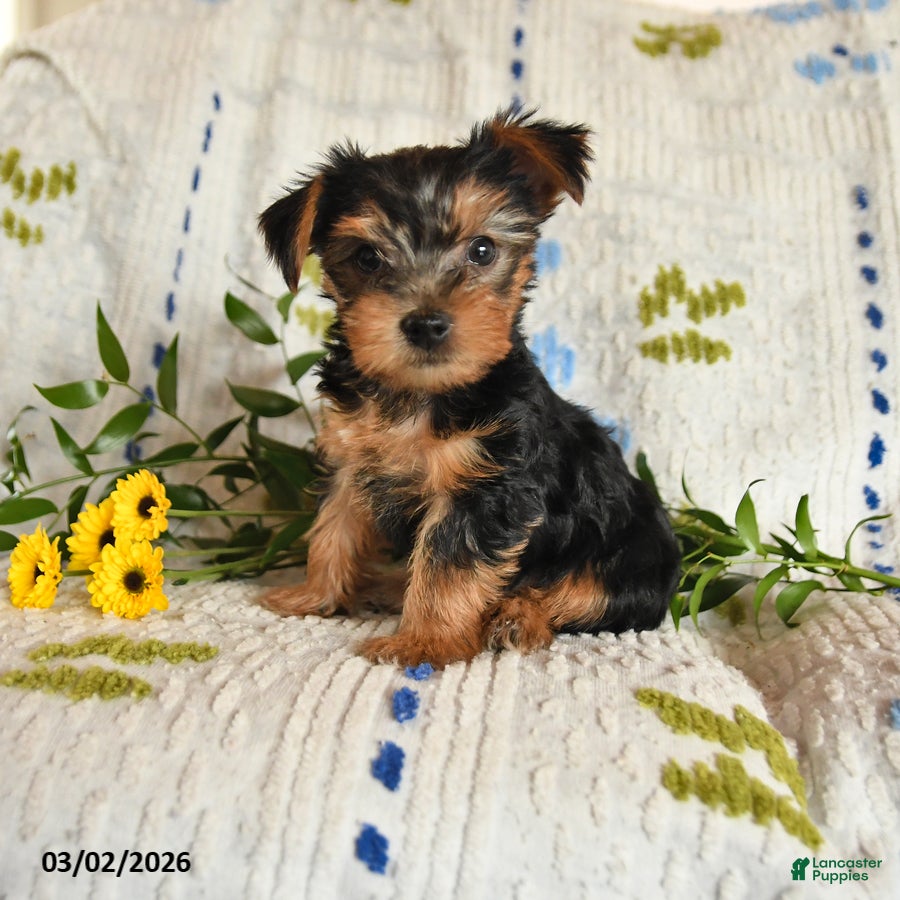 Yorkshire Terrier dogs Jasper - Ad 1