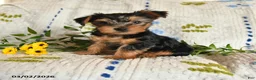 Yorkshire Terrier dogs for sale: Jasper - Ad 1