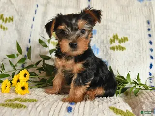 Yorkshire Terrier dogs for sale: Jasper - Ad 2
