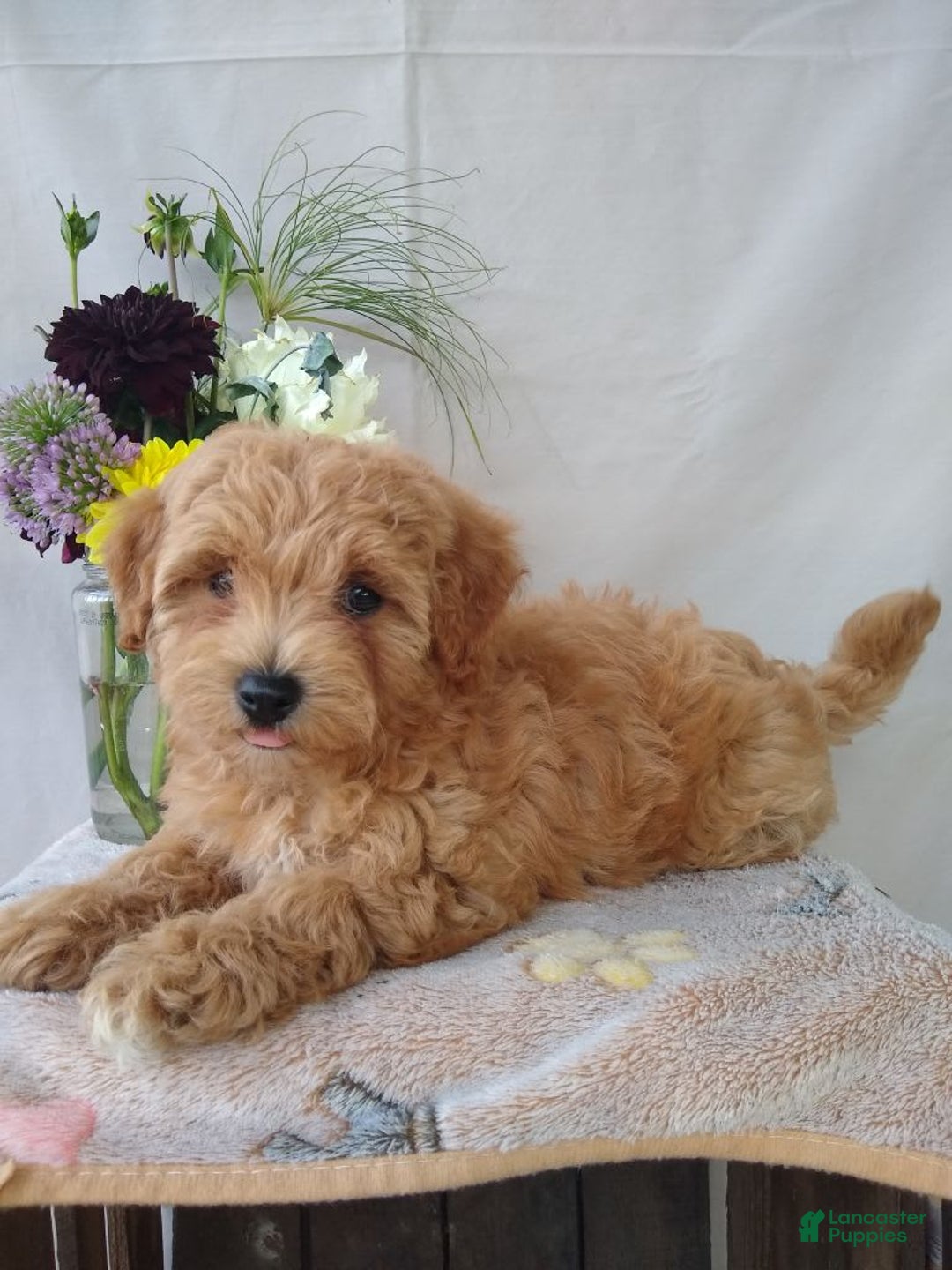 Gallery Image {{count}}