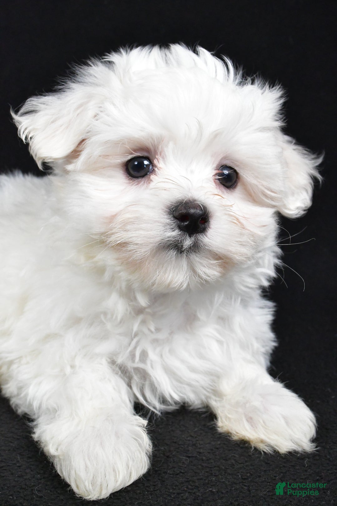 Maltese dogs for sale: Jordan - Ad 5