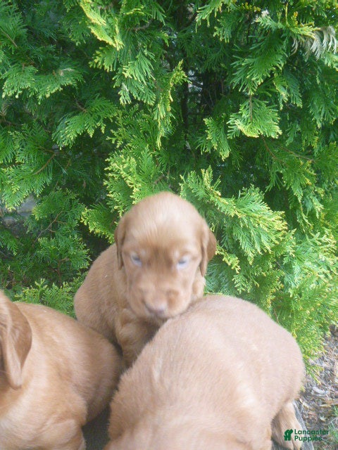 Mixed Breed dogs for sale: Tanner - Ad 3