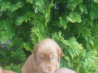 Mixed Breed dogs for sale: Tanner - Ad 3