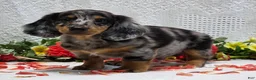 Miniature Dachshund dogs for sale: Romeo - Ad 5
