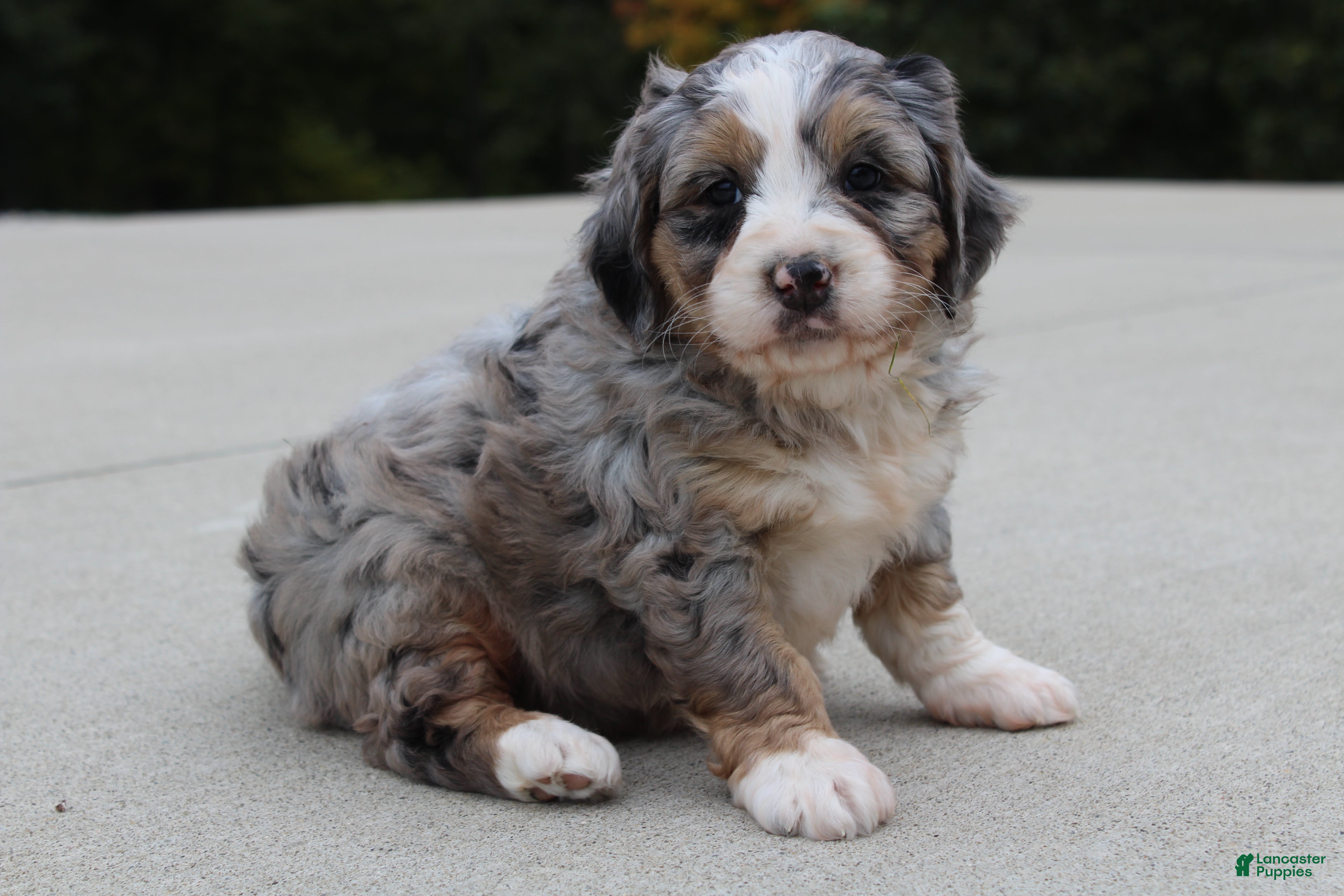 Mini Bernedoodle dogs for sale: Lillie  - Ad 1