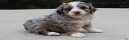 Mini Bernedoodle dogs for sale: Lillie  - Ad 1