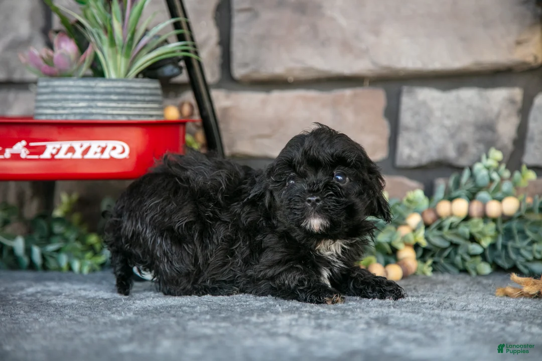 Havapoo dogs for sale: Treva - Ad 3