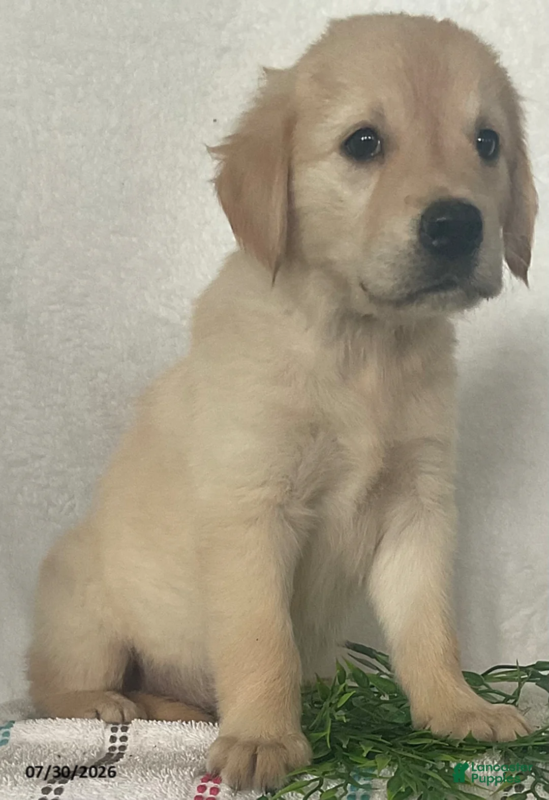 Golden Retriever dogs for sale: Lady - Ad 2