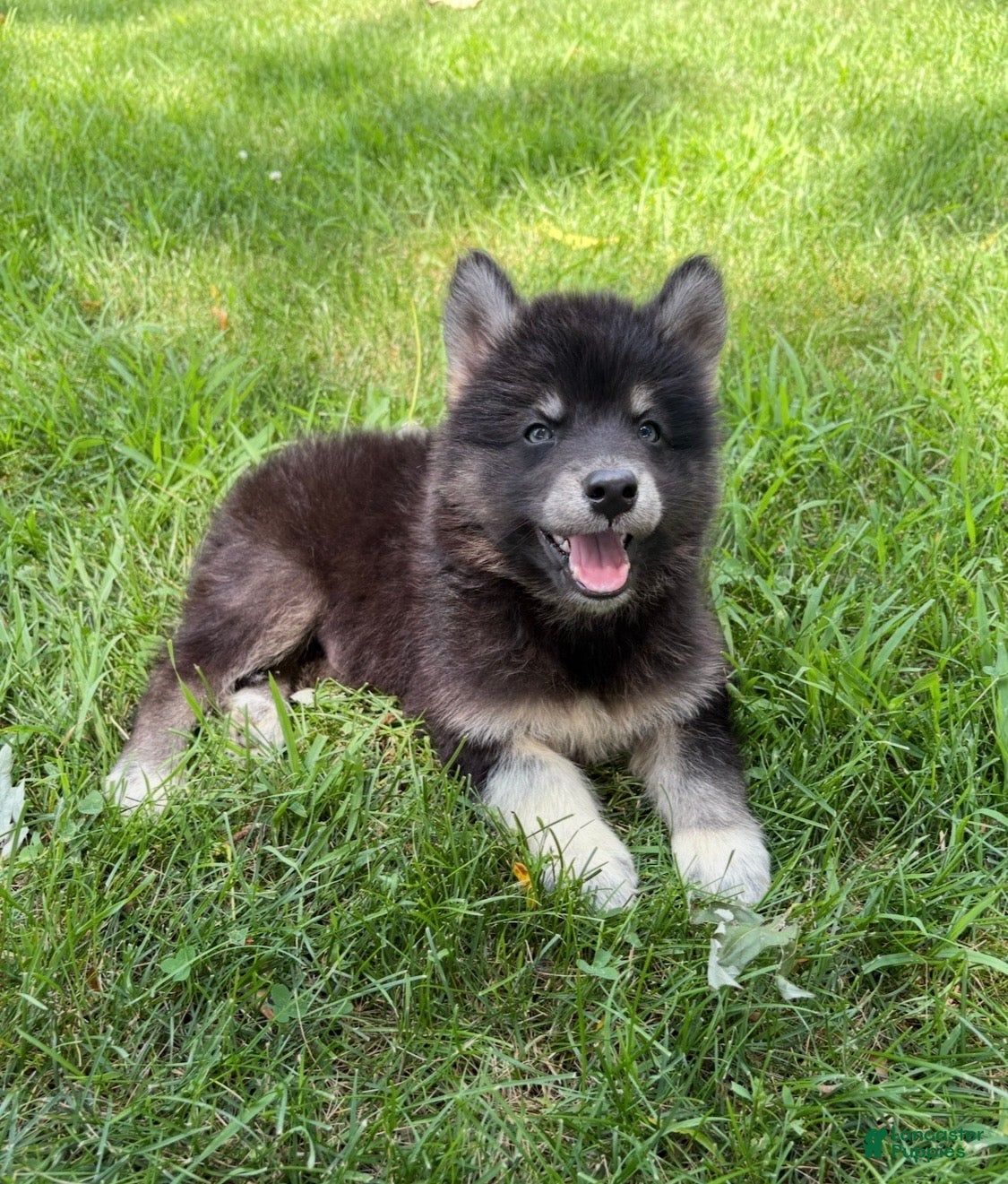 Mixed Breed dogs Mixed Breed 1 - Ad 2