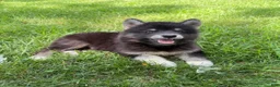 Mixed Breed dogs for sale: Mixed Breed 1 - Ad 2